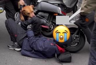 比特犬飼主被爆是「上市公司董座」欠債10億 養狗防身？他回應了