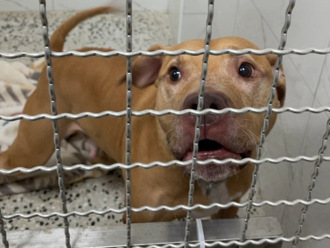 短短11天再咬人！網揪出「3疑點」 比特犬飼主逐一解釋