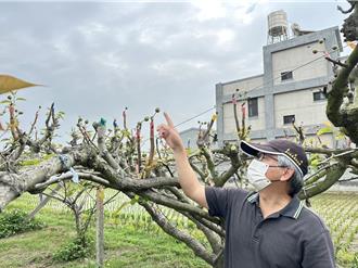 彰化高接梨因年初寒害受損 現金救助每公頃6萬2000元