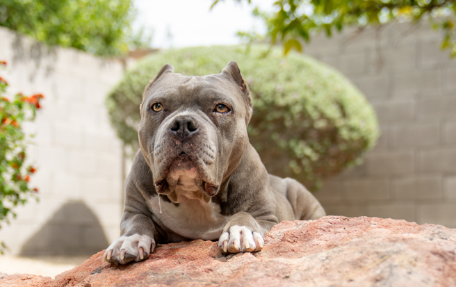 民眾好奇「犬隻被沒入」是什麼意思。（示意圖／shutterstock達志）