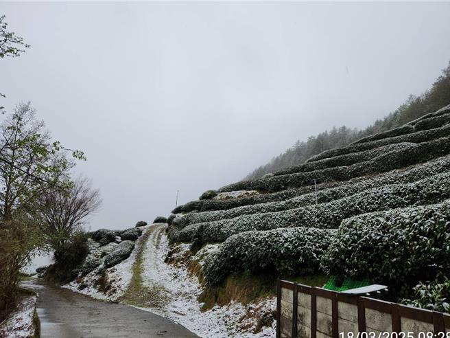 武陵农场今年第二度下雪。（武陵农场提供／宝智华台中传真）