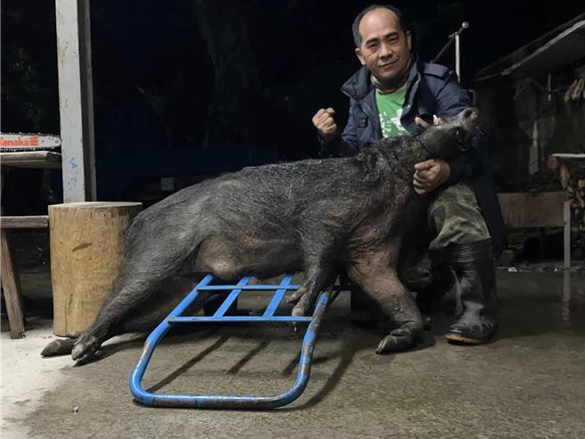 無黨籍高雄市議員高忠德，日前發現在六龜區的田地中，成功獵得超過130公斤大山豬，貼上臉書與鄉親分享。（翻攝自高忠德臉書／任義宇高雄傳真）