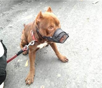 傷人比特犬傳有嘉義飼主要領養？嘉畜所回應了