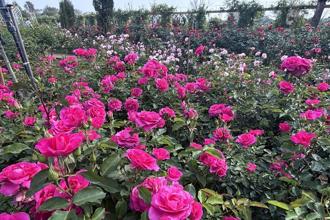 台南三月繁花盛開 蘭展、麝香、木棉、蜀葵、花旗陸續綻放