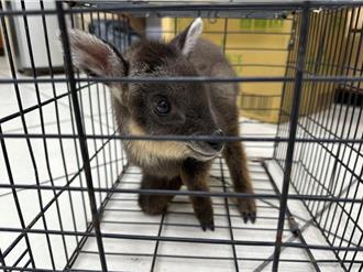 長鬃山羊寶寶被熱心民眾拾獲 送醫卻不治 農業處說話了