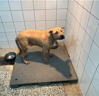 高雄列管比特犬全台最多　饲主未依规定最高罚15万