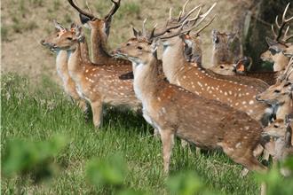 墾丁梅花鹿數量激增 無人機注射避孕疫苗控管族群