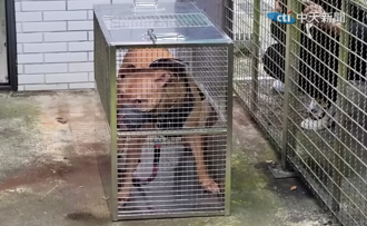 比特犬Lucky安置首夜太緊張 未進食、排泄 訓練師本周每日探視