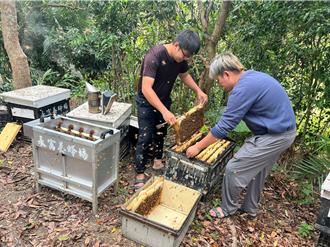 独家》3月寒流来袭 高雄蜂蜜产量受重创剩5成