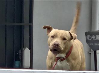 台北比特犬事件燒到台東？「登記200多隻」議員關切