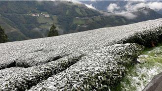 復興上巴陵降雪 智慧農業防災平台預警防寒害