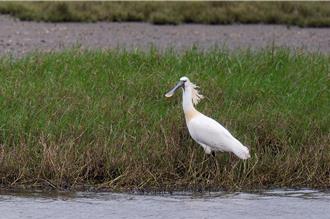 新竹金城湖驚見白琵鷺！野鳥學會驚喜直呼「首度經驗」