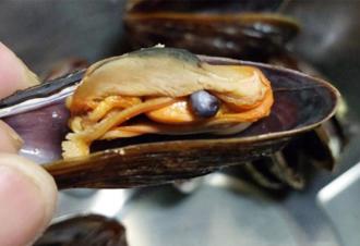 澎湖潮间带惊见黑珍珠 民眾料理红蚵发现0.6公分小黑宝