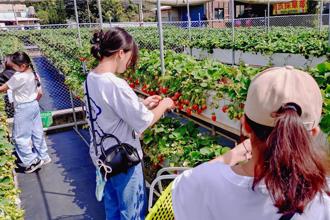 不是採草莓！苗栗最強景點出爐「4百萬人朝聖」 網曝人潮超震撼