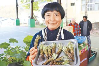 重返绿金荣光 阿里山復育山葵