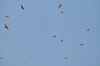 國慶鳥北返 恆春半島賞鷹姿