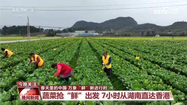 湖南永州不沿边不靠海蔬菜抢鲜7小时直送香港。（大陆央视）