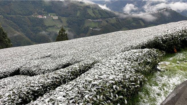 桃园市復兴上巴陵地区18日清晨降下罕见3月雪，，桃园市农业局16日提前启动寒流应变机制及灾害通报，并持续观察灾损情形。（桃园市农业局提供）