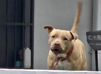 3年前咬死男童 比特犬索爾找到新家 飼主曝驚人現況：恐怖的是人