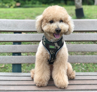 不是比特犬！3種狗最遭人嫌狂被棄養 貴賓也上榜