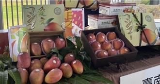 低溫又降雨 台南芒果產量恐受影響 農民憂「空包彈」