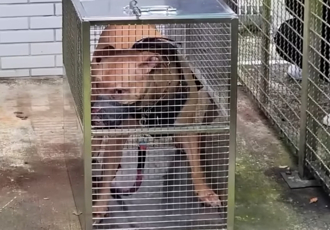 比特犬Lucky有新主人？傳高雄養殖魚塭大亨有意領養