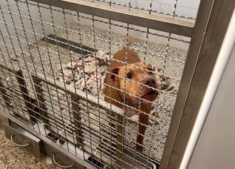 高雄魚塭大亨有意認養比特犬Lucky？北市動保處回應了