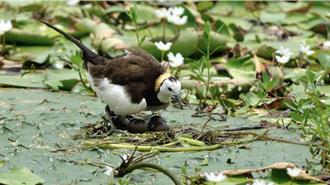 保育水雉族群減少 林業署與玉里鎮擬打造2公頃棲息地