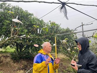 新北高接梨穗遇寒害 估損失近30萬