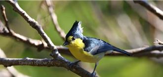 台灣賞鳥行銷片 獲日本國際觀光電影節金獎