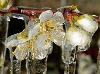 武陵農場低溫達零下3度 李花、櫻草花結冰美不勝收