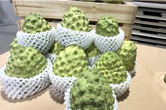 陸種植面積已逾台灣3倍  台東議員憂鳳梨釋迦前景