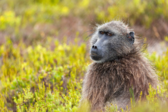 狒狒「母愛氾濫」收養幼豹？動物學家：結局沒這麼溫馨