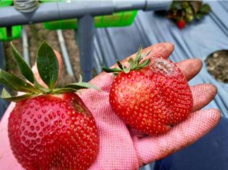 南投農損補助僅限國姓鄉 埔里農友哀嚎：草莓減產6成