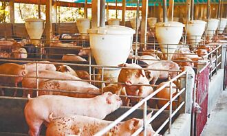 5月認證 豬瘟非疫國 台灣衝亞洲首例