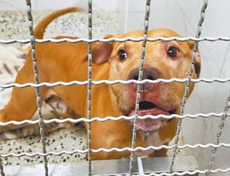 訓練師探視 比特犬Lucky肯吃飯了