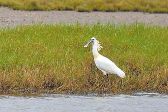 新竹金城湖驚見繁殖羽白琵鷺