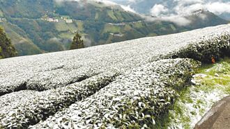 桃園 罕見3月雪 農業平台預警寒害