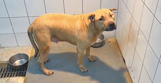 高屏共996只 台东将清查比特犬