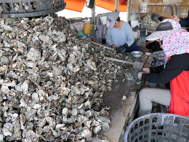 农业部推动本土牡蛎溯源管理，云林县张姓蚵农20日表示目前国人对于食安愈来愈重视，认证后的牡蛎有如取得「身分证」，销售量成长至少1倍。（张朝欣摄）