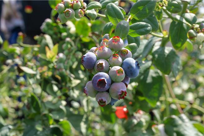 台湾主要种植南高丛、北高丛和兔眼等3种蓝莓品种，而苗栗以兔眼品种为主，产季从4月延续至7月。与进口蓝莓相比，国产蓝莓具有新鲜度高、成熟度佳且碳足迹更低的优势，并且风味更好。（吕丽甄摄）