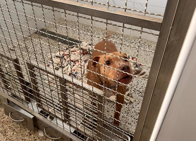 台北市徐姓飼主的比特犬「Lucky」短短11天咬傷2名機車騎士，18日遭台北市動保處沒入送至動保處本部。20日傳高雄有位曾養過高加索犬、養殖魚塭大亨民眾有意願認養Lucky。對此，動保處技正華心惠表示，沒有收到相關電話。（圖／台北市動保處）