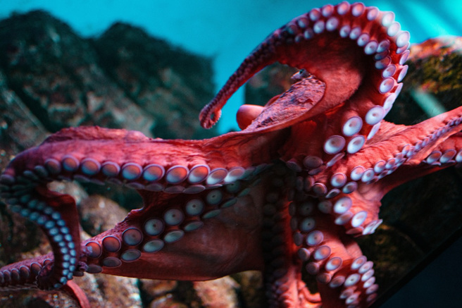 俄罗斯一名男子拿木棍戳洞窟，惹怒里面的章鱼，惨遭墨汁、八爪攻击。（示意图：Shutterstock／达志）