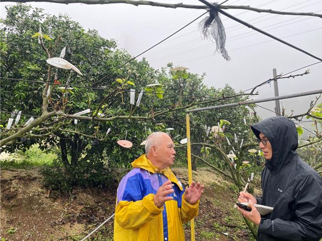 高接梨穗遇寒害，新北市農業局估農損被害面積3.63公頃、損害估算29萬7000元。（新北市農業局提供）