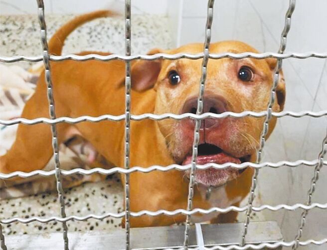 比特犬Lucky遭台北市動保處沒入，飼主19日找Lucky的行為訓練師前往探視後，狀態明顯放鬆、平靜許多。（台北市動保處提供／張珈瑄台北傳真）