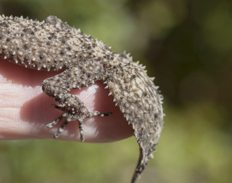 澳洲泳池驚見「詭異鋸齒生物」 內行人揭密：一種尾巴