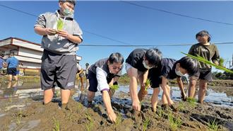 淡水屯山國小插秧體驗 食農教育扎根童心
