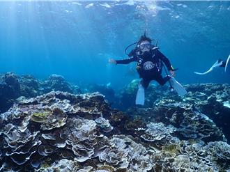 墾丁受熱浪、颱風影響 珊瑚覆蓋率下降1成