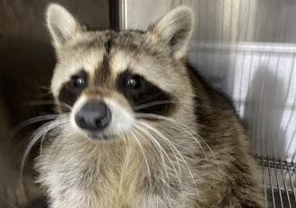 浣熊半夜翘家藏隔壁鞋柜 邻居被吓坏认成狐狸急通报