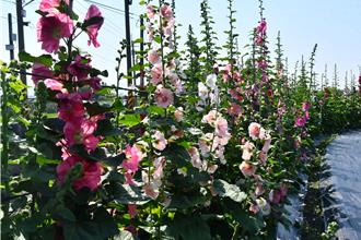 與花田有約！彰化員林蜀葵花季3／29登場 遊賞萬紫千紅